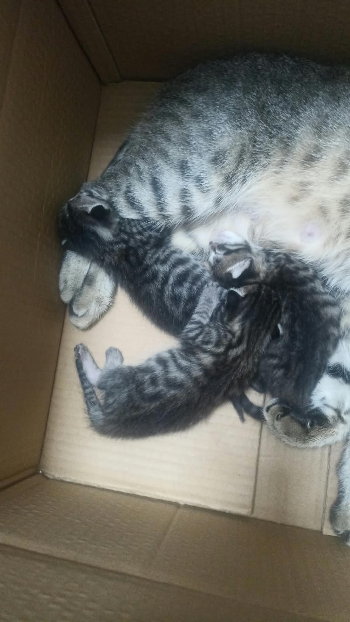 20 Ağustos Doğumlu Yavru Tekir 3 Adet