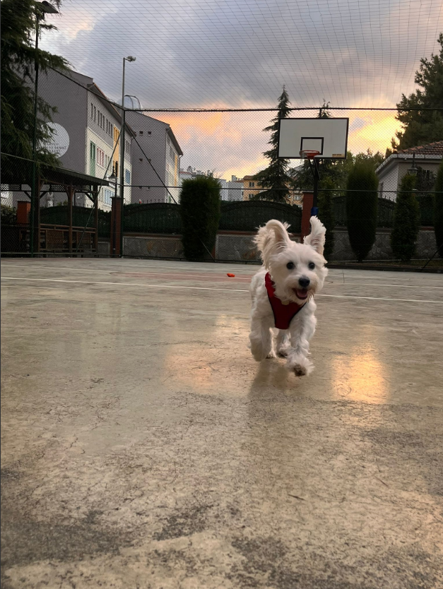 Lily 1,5 Yaşında Kısırlaştırılmış Dişi Köpek Yuva Aranıyor